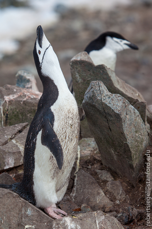 chinstrap penguin